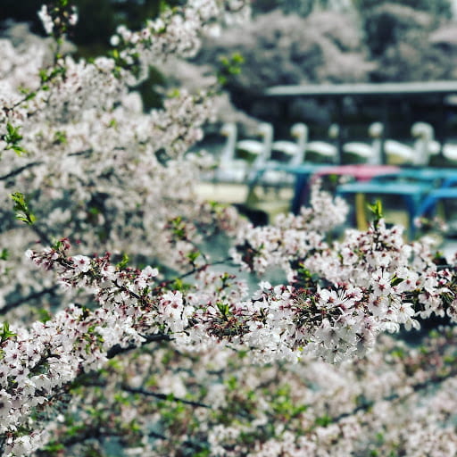 cerisier au parc Inokashira de Tokyo à visiter avec votre amoureux