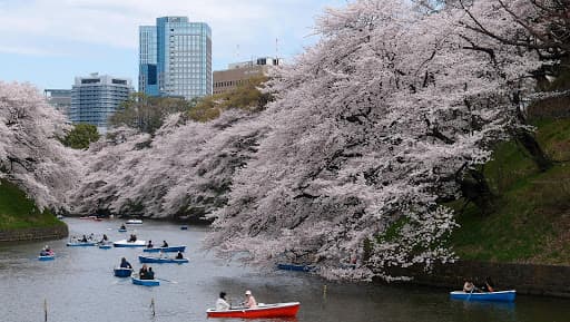 concert en pleine air, savoir que faire à Tokyo en 2 jours