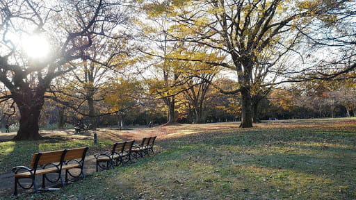 Faire sa sieste le dimanche au parc Yoyogi de Tokyo