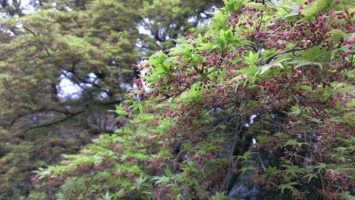 Activité à Tokyo : Visitez le parc Shinjuku Gyoen