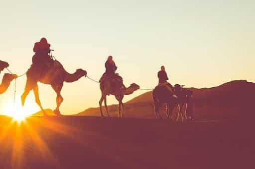 Dromadaire à Marrakech pour une activité en famille