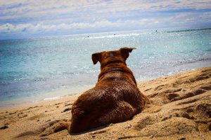 Les plages autorisées aux animaux de compagnie