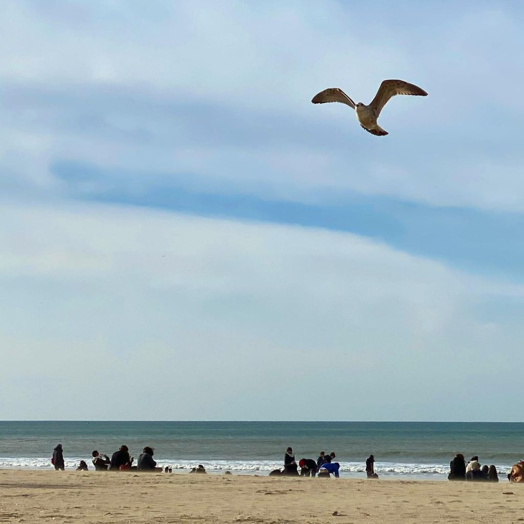 mouette sur la plage du Vasouy a Honfleur