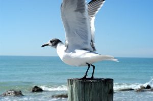 Les plus belles plages Saint-Hilaire-de-Riez