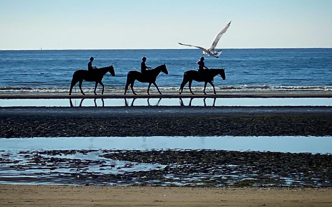 chevaux sur la plage honfleur