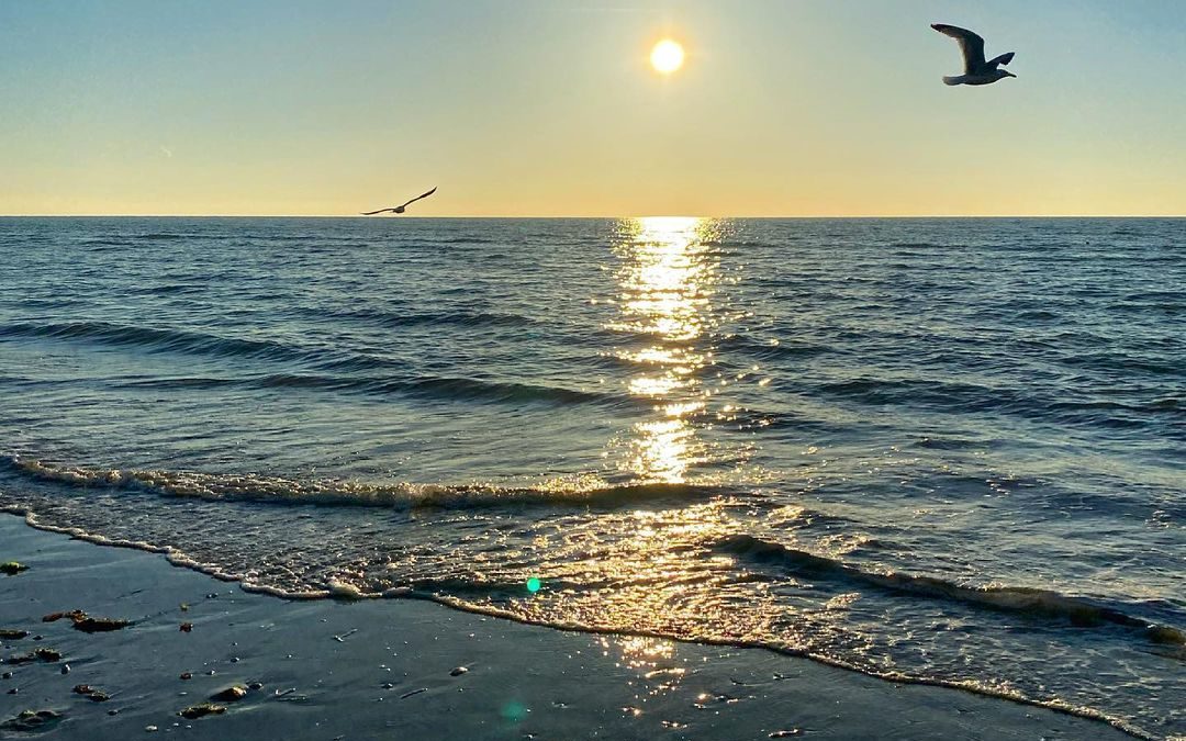 plage honfleur avec mouettes