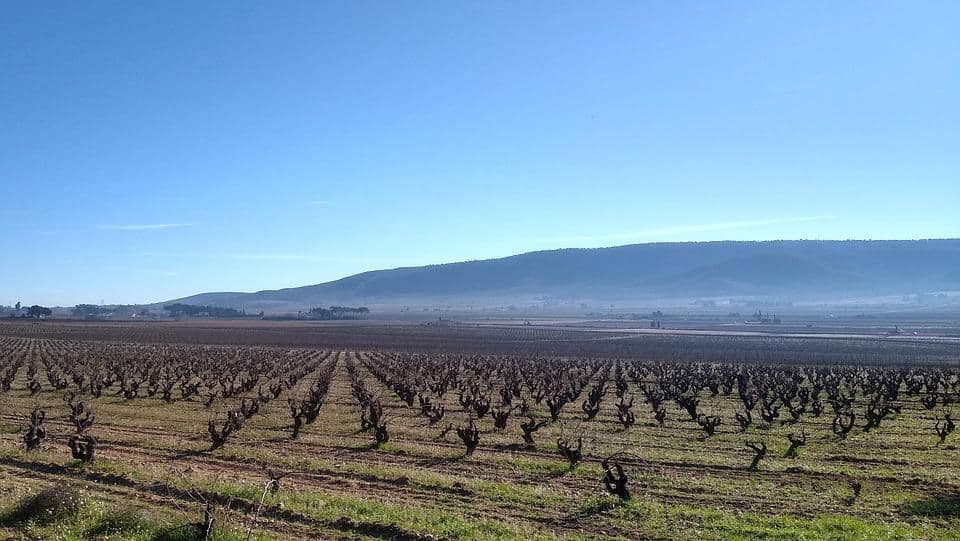 vignoble Barcelone-min