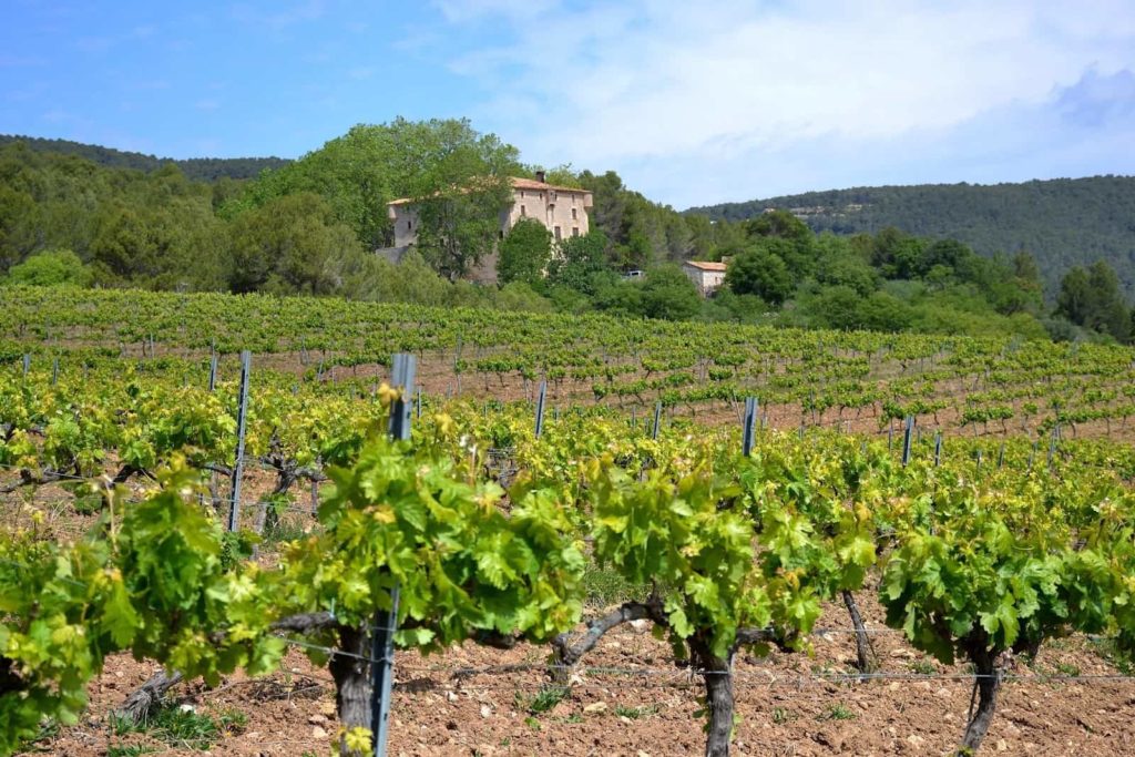 vignoble à Barcelone-min