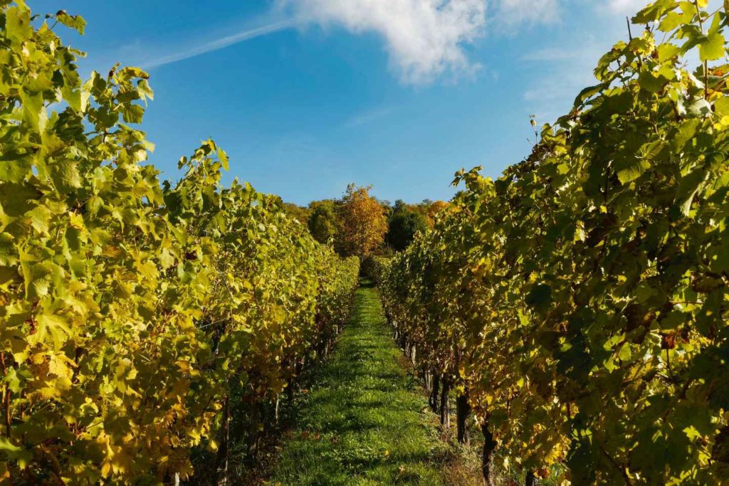 Le vignoble de Frascati