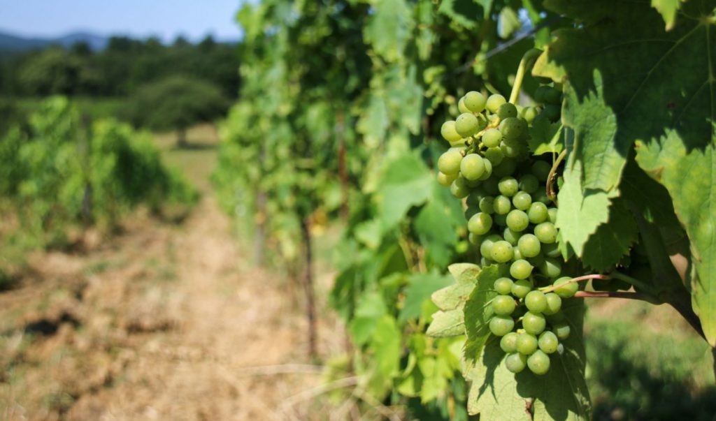 Le vignoble du village médiéval de Borgo