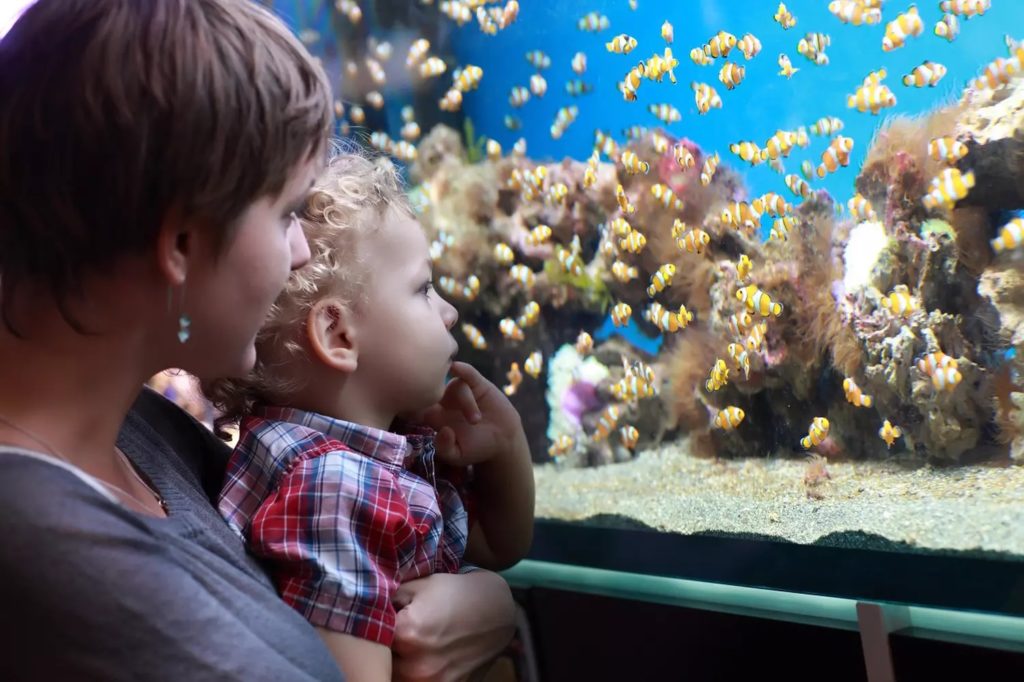 Aquarium de Trégastel