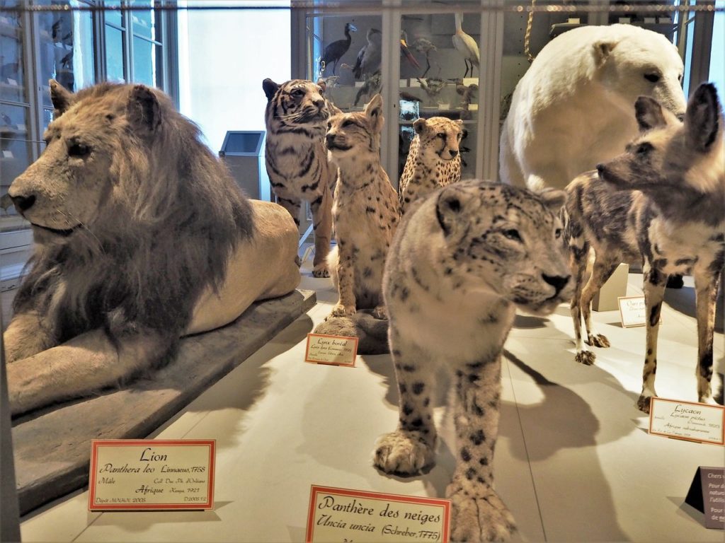 muséum d'histoire naturelle de la rochelle