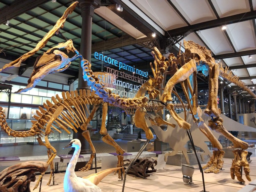 Visiter le Musée des Sciences naturelles de Bruxelles