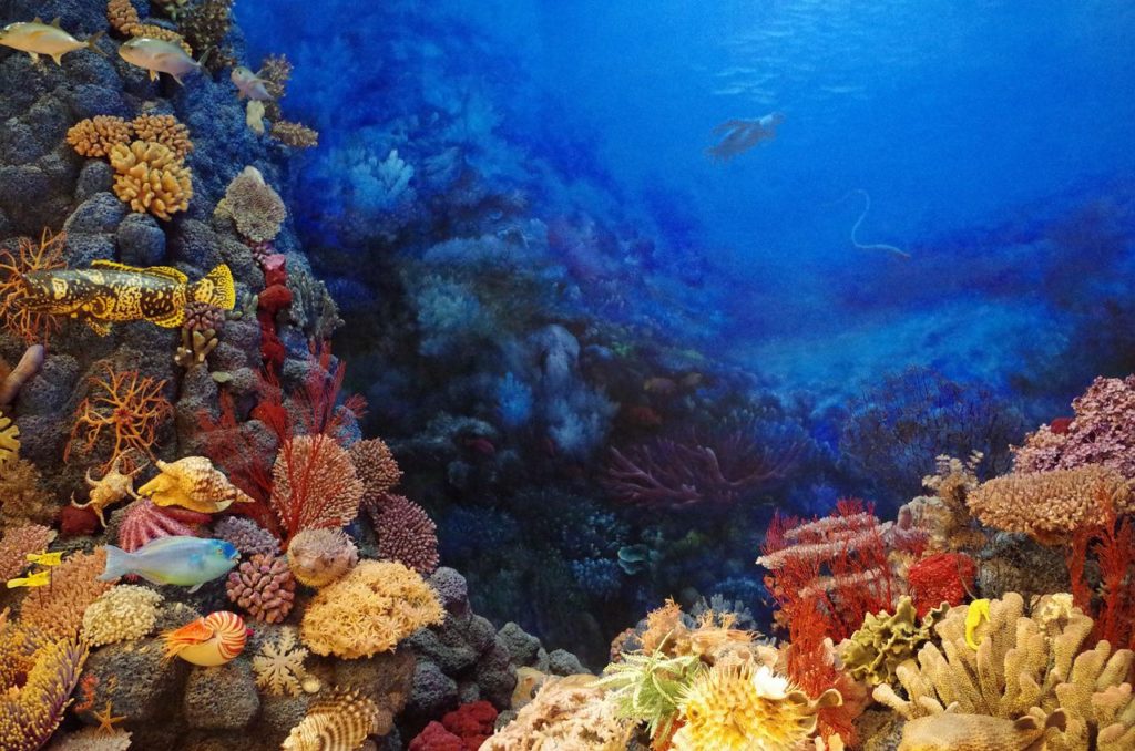 explorer les fonds marins
