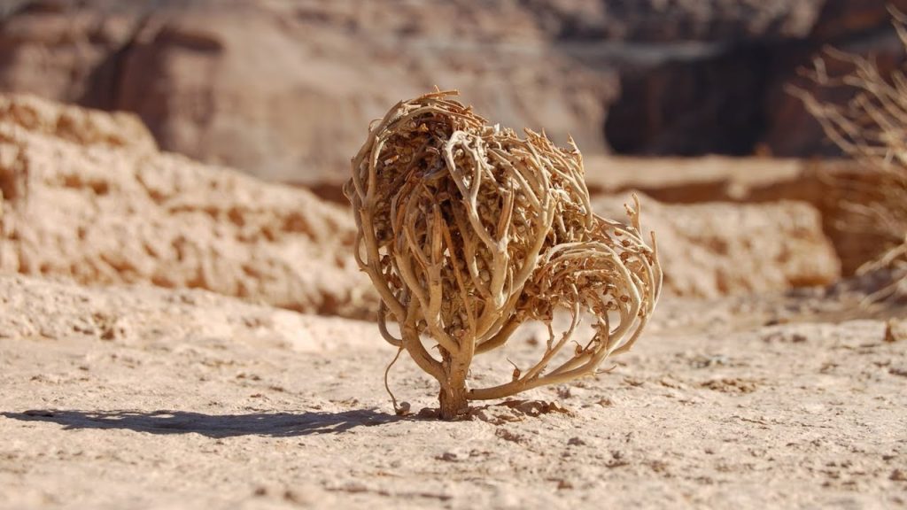 rose de jericho