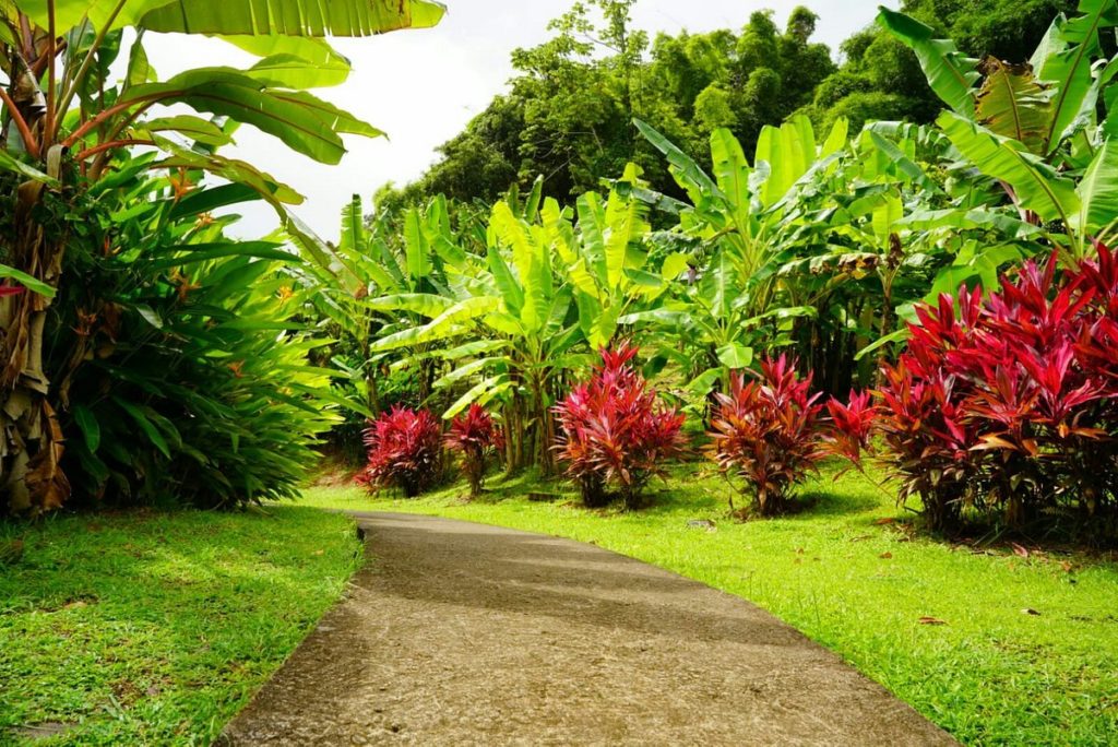 Le Musée de la Banane Martinique