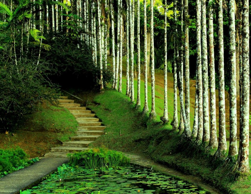 chemin avec végétation en Martinique en aout