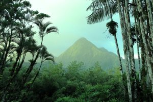 végétation Martinique en aout