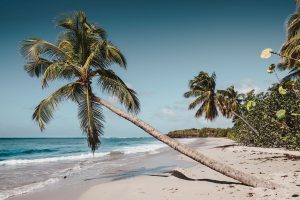 palmier sur plage en martinique