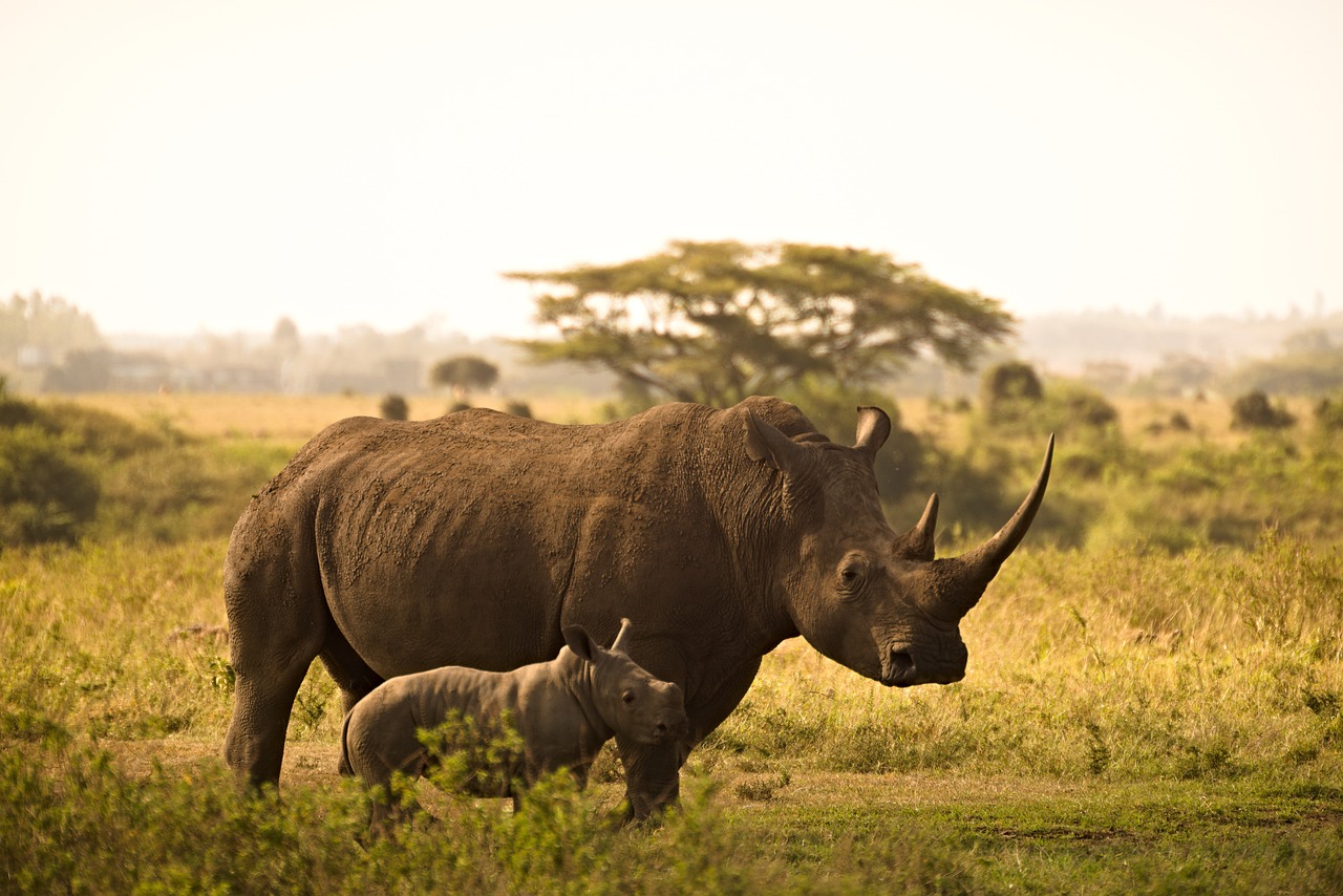 Safari Kenya Prix : Quel est le budget à prévoir pour un safari au Kenya ? safari kenya rhinocéros