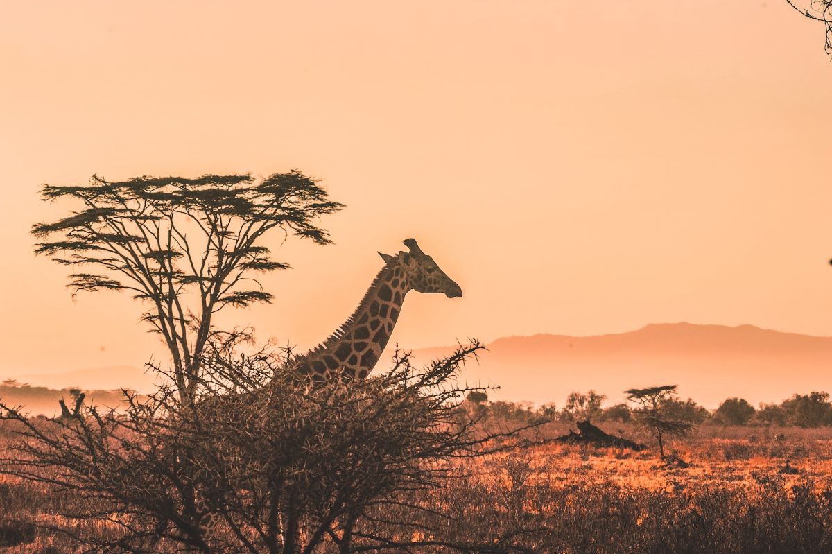 girafe safari au kenya