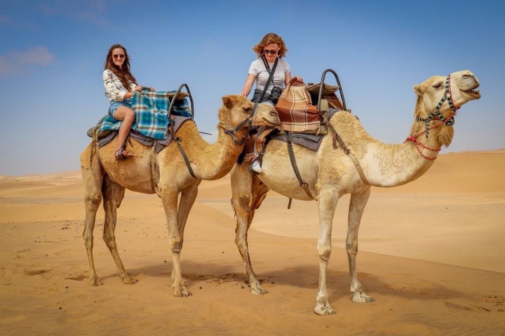chameaux dans le désert de Namibie
