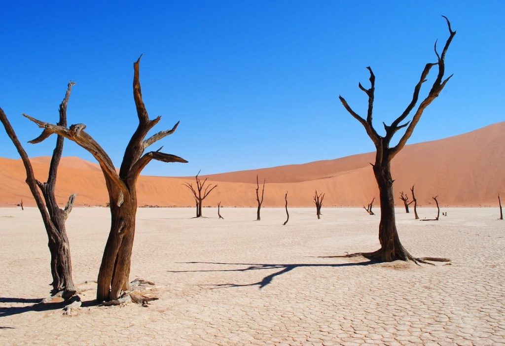 désert de Namibie avec arbres