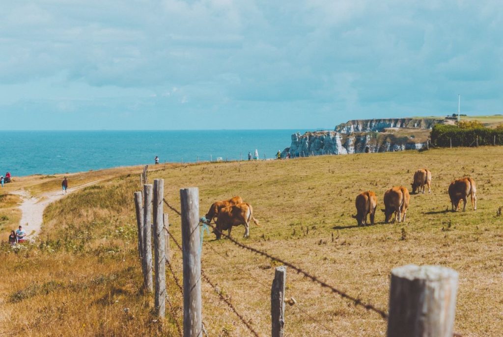 troupeau de vaches en Normandie