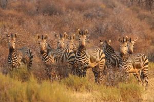 zèbres en Namibie