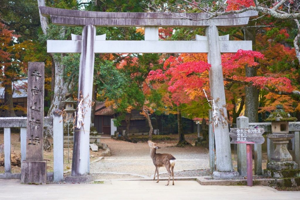 Nara au japon avec une biche