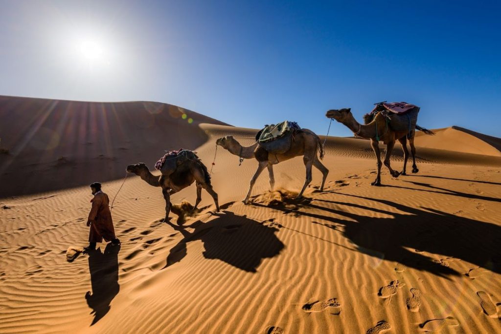 Sahara avec dromadaires