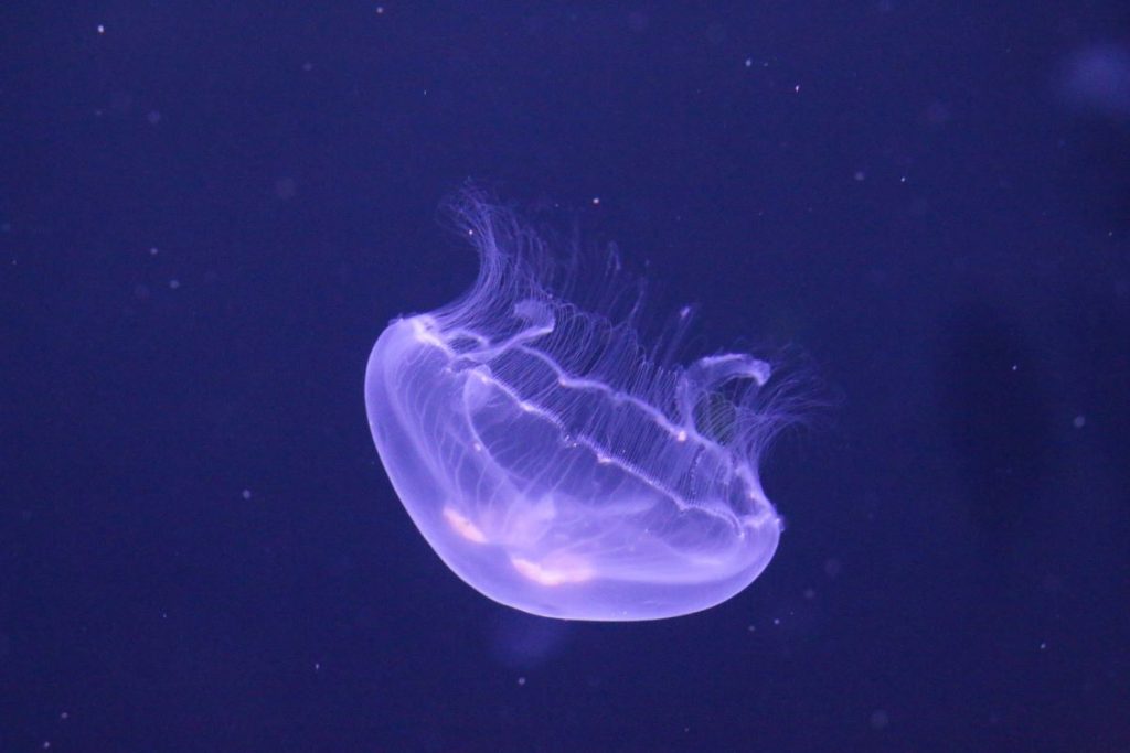 méduse violette dans la mer