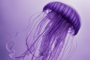 méduse violette plage Hérault