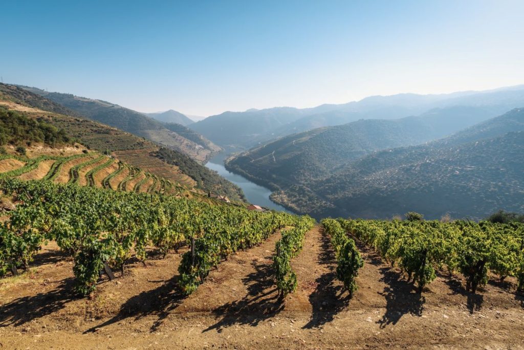 vignoble au Portugal avec rivière