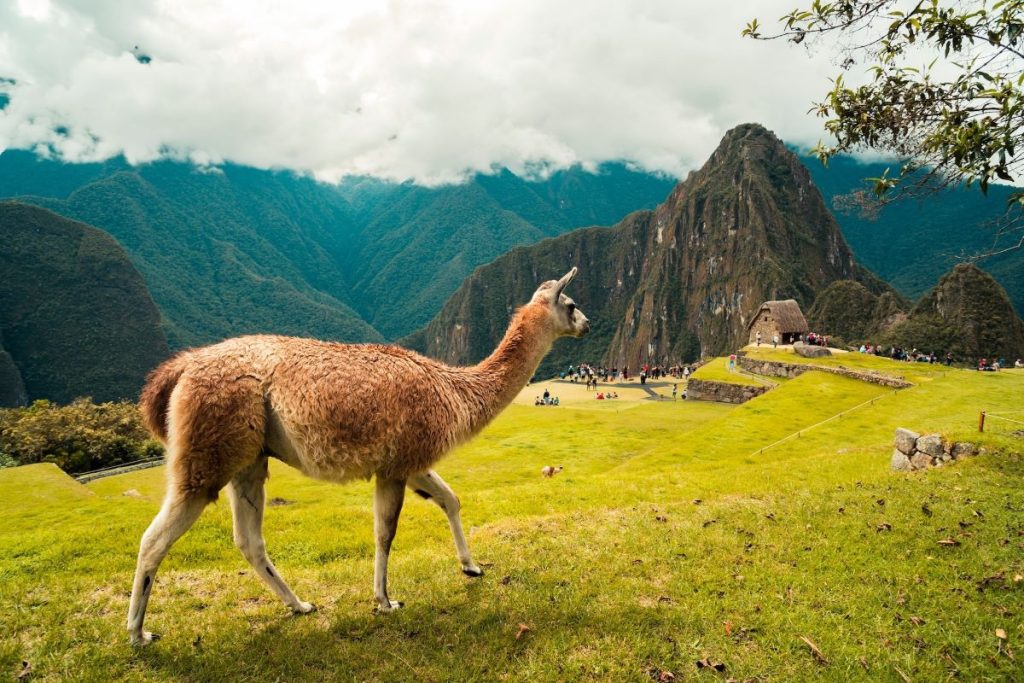 lama dans les montagnes du Pérou