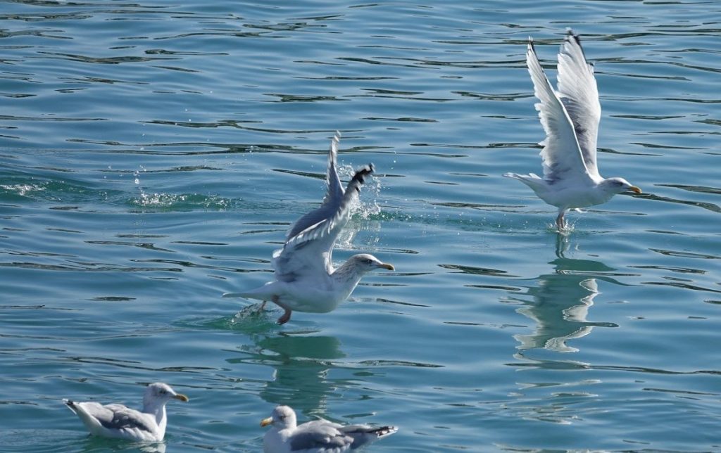 mouettes sur l'eau de la plage ile d'Oleron