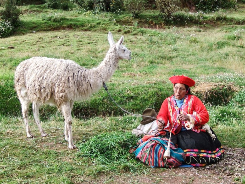 rencontre avec un lama au Pérou