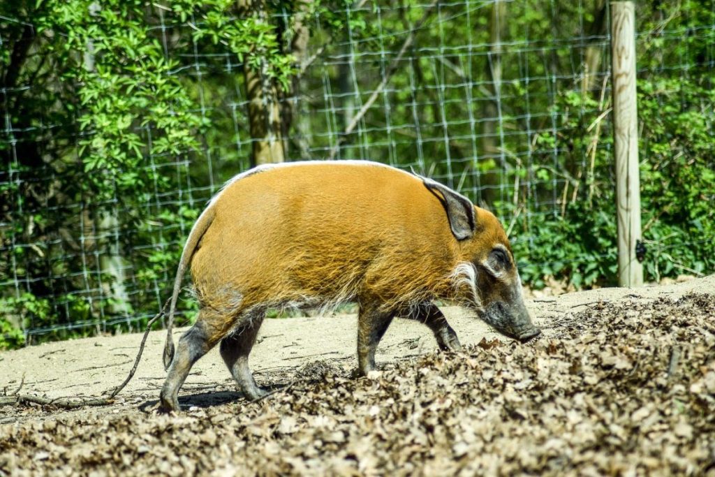 zoo animalier Paugres