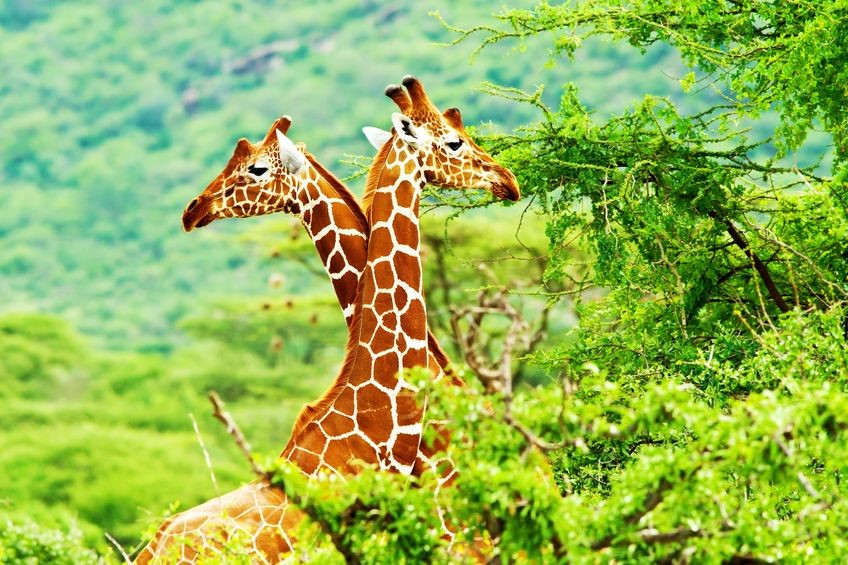 2 girafes safari en Afrique