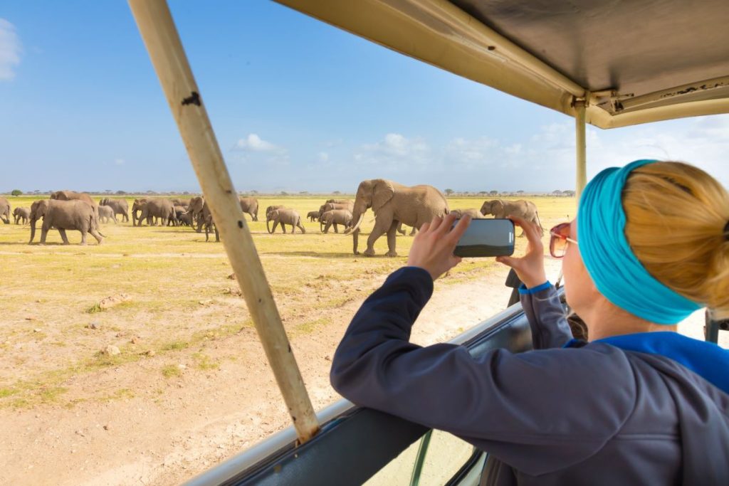 éléphants dans la savane africaine