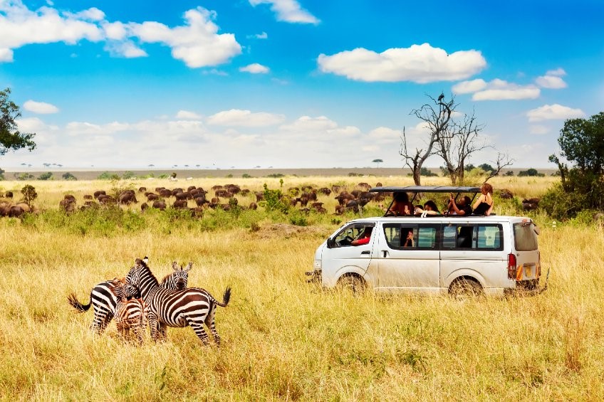 safari en Afrique zèbres dans la savane