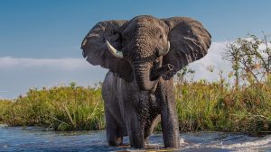 Offrez-vous un séjour en Afrique australe