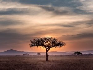 arbre dans la savane en Tanzanie
