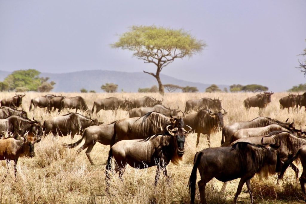 troupeau de buffles parc national du Serengeti