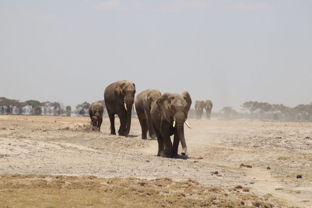 éléphants safari au Kenya