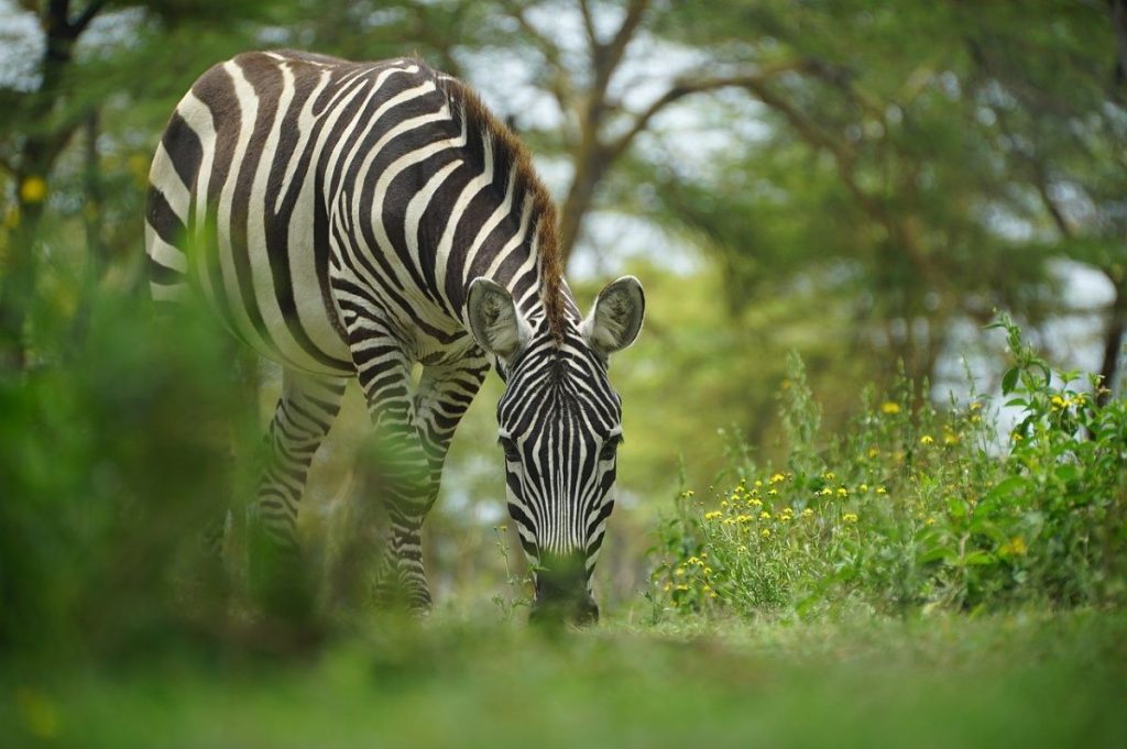 zebre safari au Kenya