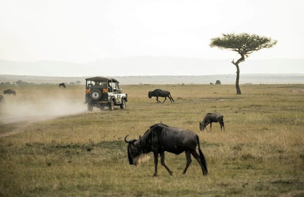 gnou safari au Kenya