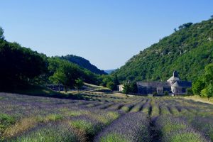 champs de lavande en Provence