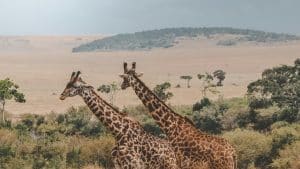 Découvrir le Kenya : Le voyage d'une Vie
