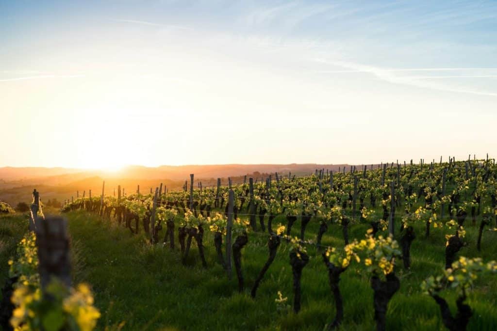 vignobles en Bourgogne